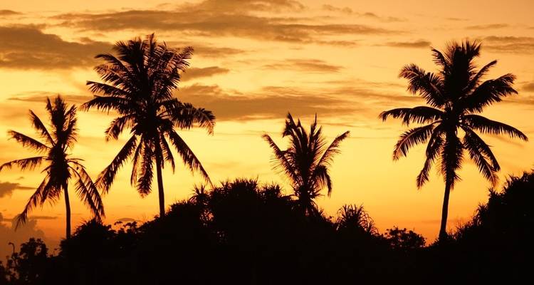 Silhouette of palm trees at sunset with a golden sky.
