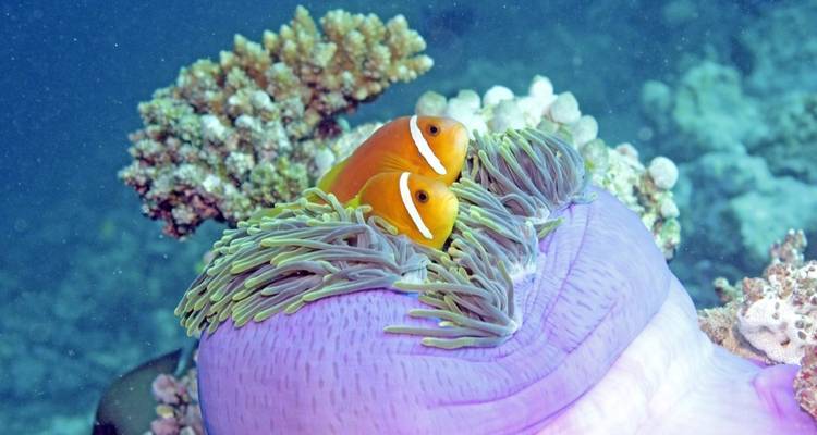 Two clownfish among sea anemones underwater.