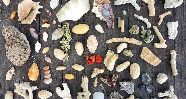 Various seashells and marine objects placed on a wooden surface.