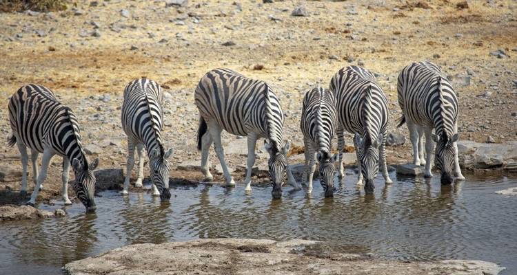 Desert, Rock Paintings and Victoria Falls (including Spitzkoppe) - DIAMIR Erlebnisreisen 3