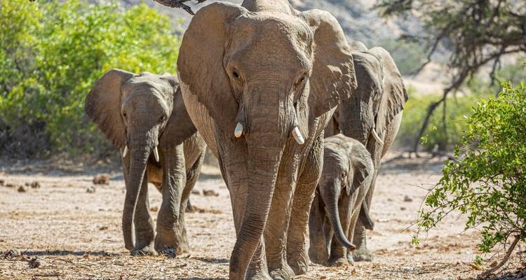 Famille d'éléphants marchant dans la savane.