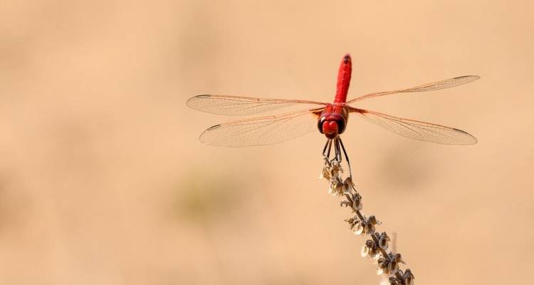 Pure Nature Photography between Luangwa and Zambezi - DIAMIR Erlebnisreisen 5