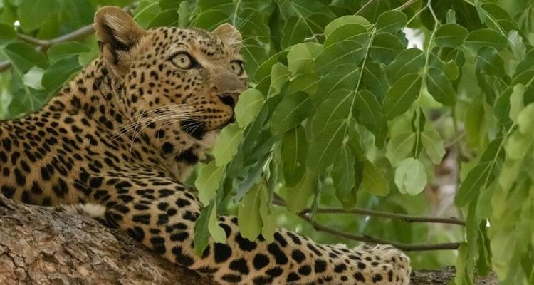 Pure Nature Photography between Luangwa and Zambezi - DIAMIR Erlebnisreisen 1