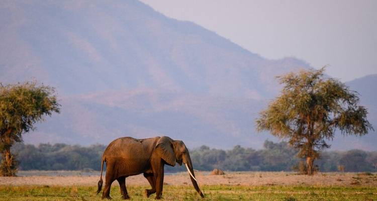 Pure Nature Photography between Luangwa and Zambezi - DIAMIR Erlebnisreisen 2