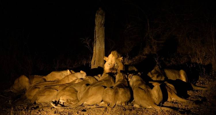 Pure Nature Photography between Luangwa and Zambezi - DIAMIR Erlebnisreisen 3