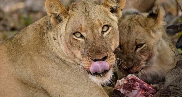 Pure Nature Photography between Luangwa and Zambezi - DIAMIR Erlebnisreisen 4