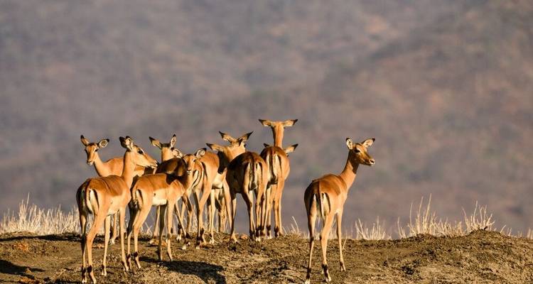 Pure Nature Photography between Luangwa and Zambezi - DIAMIR Erlebnisreisen 7