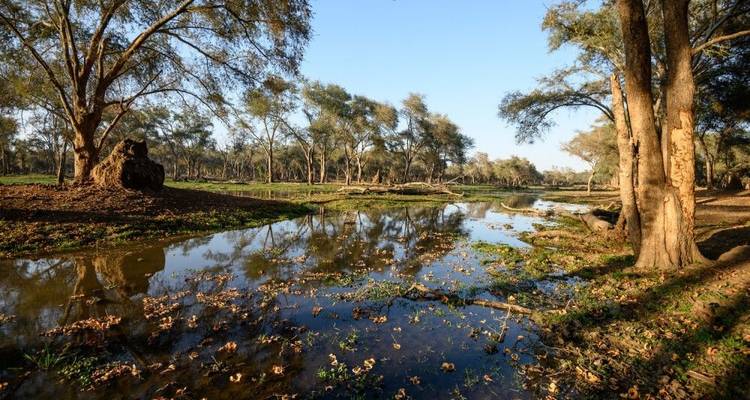 Pure Nature Photography between Luangwa and Zambezi - DIAMIR Erlebnisreisen 9