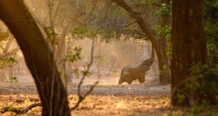 Ein Elefant unter Bäumen während des Sonnenuntergangs.