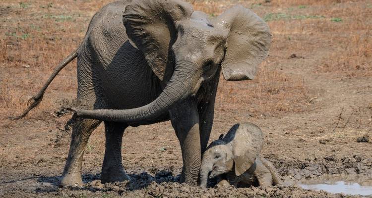 Ein erwachsener Elefant und ein Kalb spielen in einer Schlammpfütze.