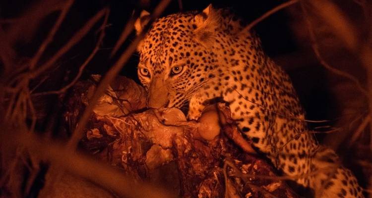 Ein Leopard, der nachts Beute frisst.
