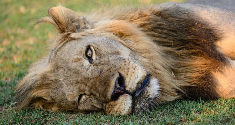 León descansando sobre la hierba, reposando bajo el sol.