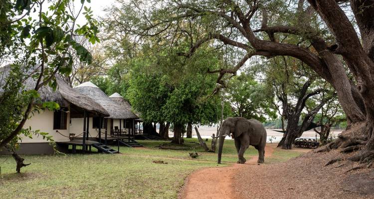 Elefante cerca de alojamientos de safari en una zona boscosa.