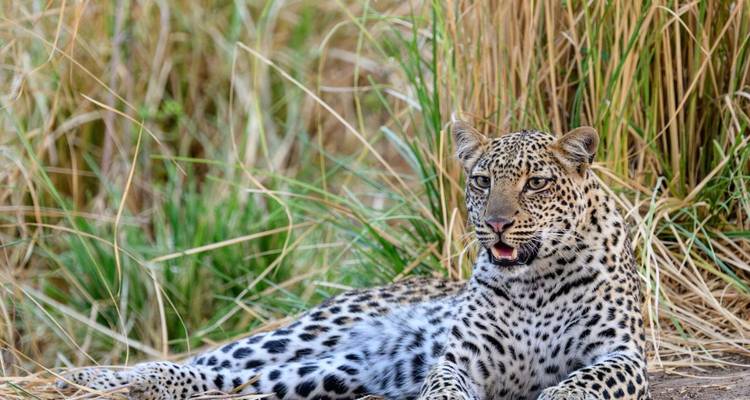 Leopardo echado en hierba seca con aspecto alerta.