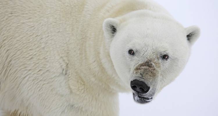 Un gros plan d'un ours polaire regardant l'appareil photo.