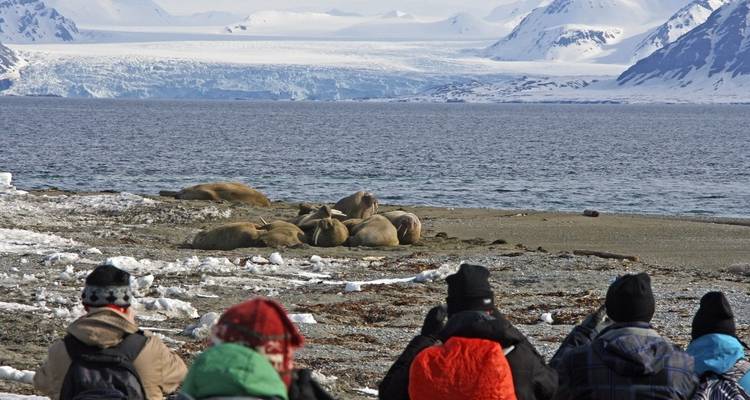 Groupe de personnes observant des morses sur une plage gelée avec des montagnes et l'océan.