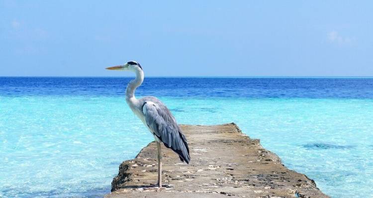 Island Hopping aux Maldives (from Malé to Maamigili) - DIAMIR Erlebnisreisen 2