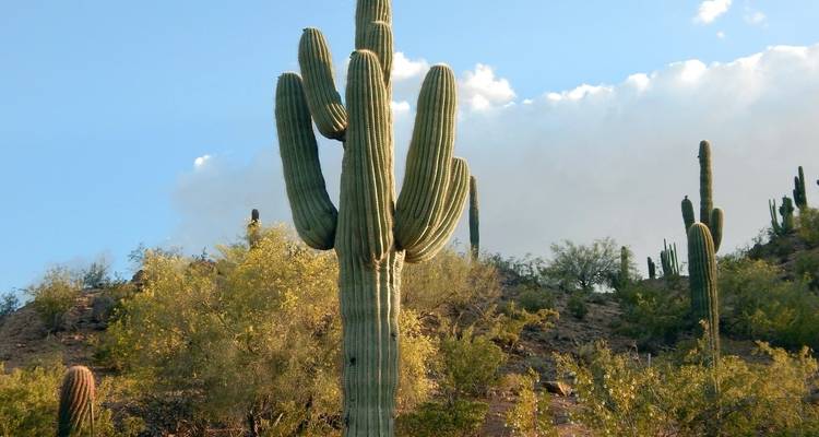 Hoge saguaro cactussen in woestijnlandschap.