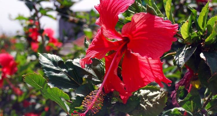 Gros plan d'une fleur d'hibiscus rouge avec des feuilles vertes.