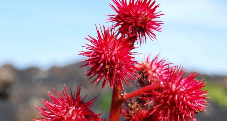 Gros plan d'une fleur rouge vif aux pétales épineux.