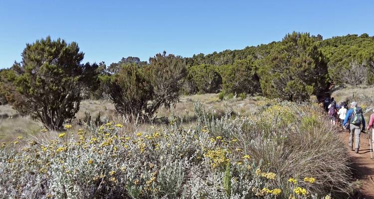 Sendero a través de un paisaje abierto con flores y árboles.