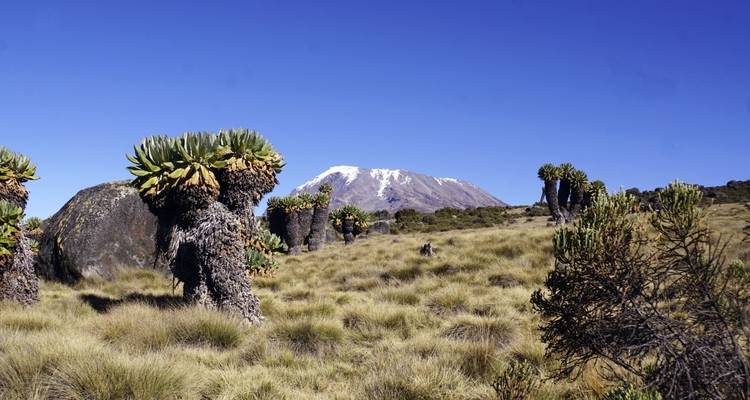Senecio gigante con vista a la montaña en la distancia.
