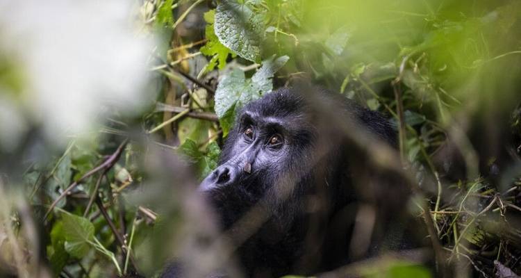 En el corazón verde de África - DIAMIR Erlebnisreisen 1