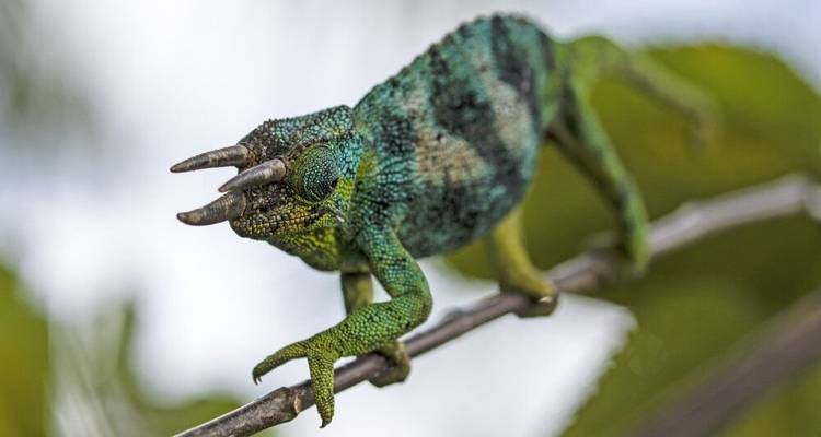 En el corazón verde de África - DIAMIR Erlebnisreisen 2