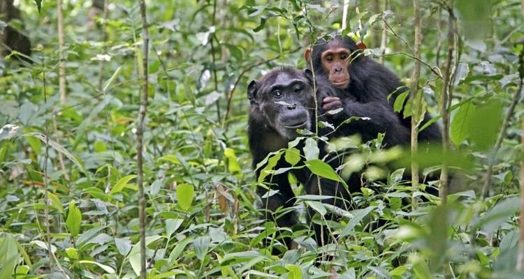 En el corazón verde de África - DIAMIR Erlebnisreisen 3