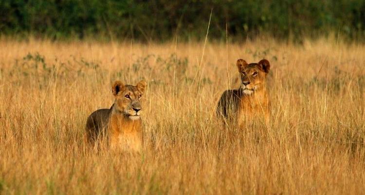 En el corazón verde de África - DIAMIR Erlebnisreisen 4