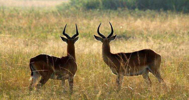En el corazón verde de África - DIAMIR Erlebnisreisen 7