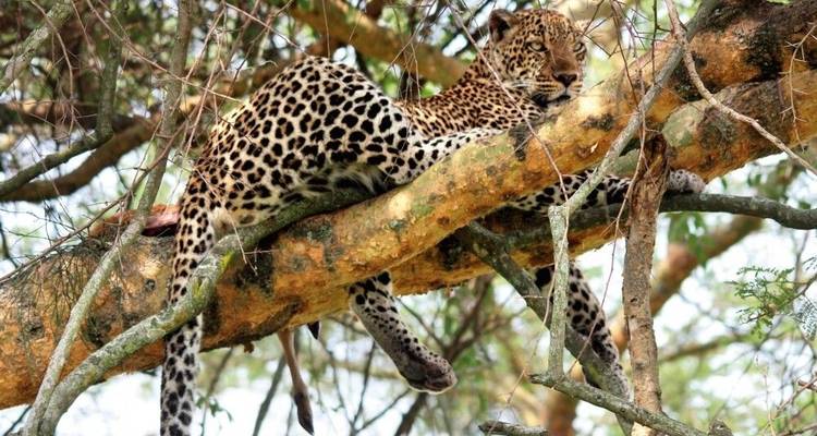 En el corazón verde de África - DIAMIR Erlebnisreisen 9