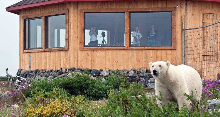 Safari d'été en lodge au pays des ours polaires - DIAMIR Erlebnisreisen 7