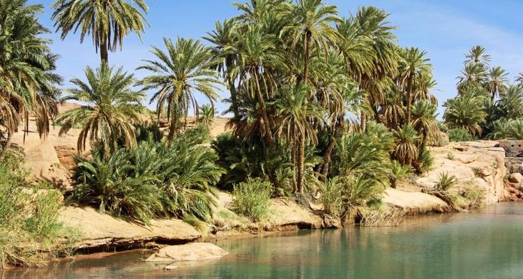 Lush oasis with palm trees beside river.