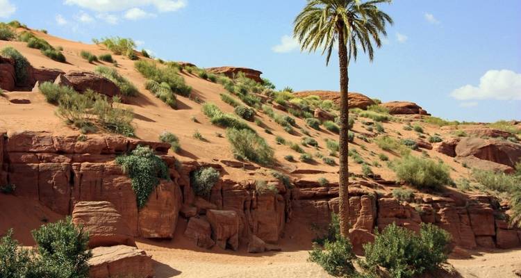 Lone palm tree on a red rocky cliff.