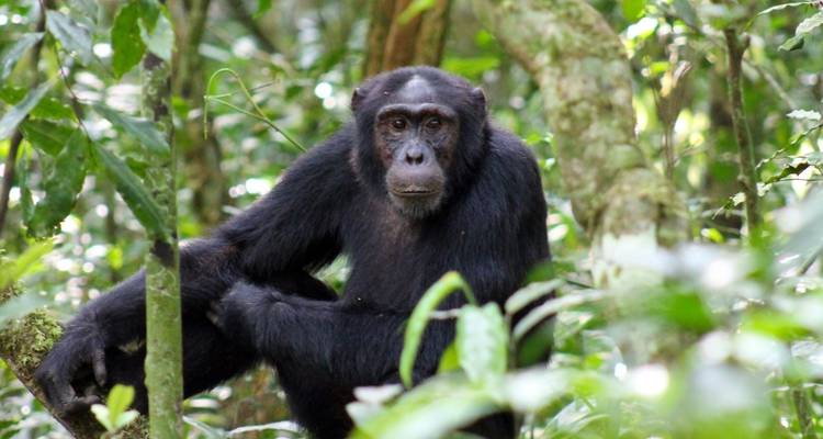 A chimpanzee sitting on a tree branch in a dense forest.
