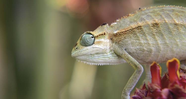 Close-up of a chameleon on a plant.