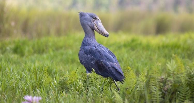 A shoebill stork standing among lush green ferns.