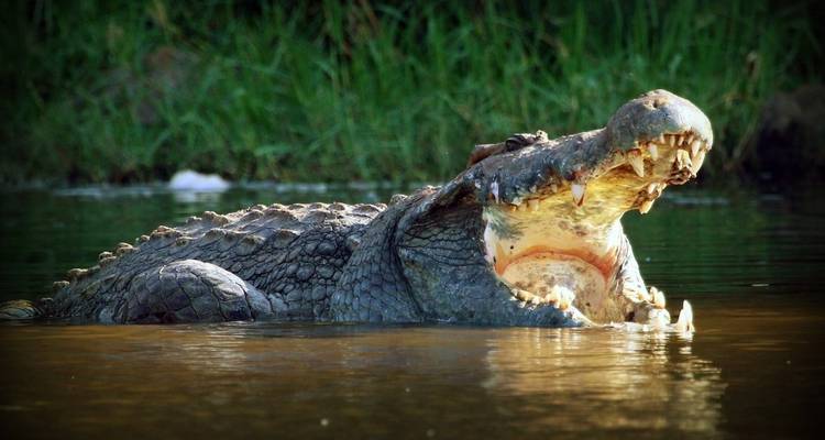 A crocodile with open mouth floating in water.