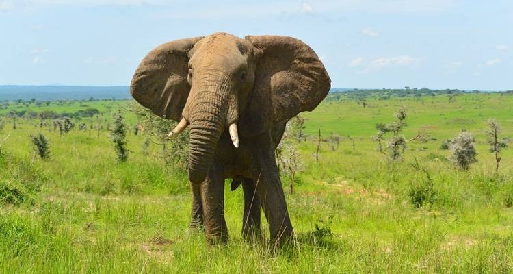 An elephant standing majestically in the savannah.