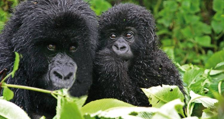 Two gorillas resting in dense foliage.