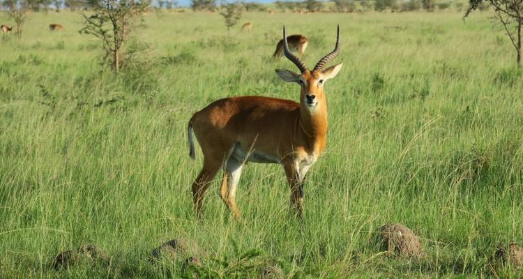 An antelope standing in the grassy plains.