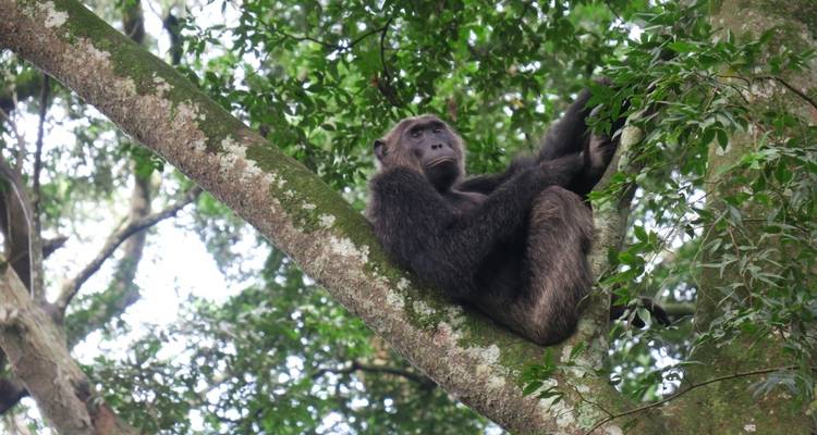 A chimpanzee sitting in a tree looking down.