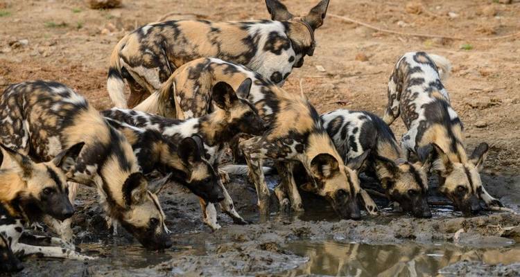 Tras la pista de los perros salvajes - DIAMIR Erlebnisreisen 9
