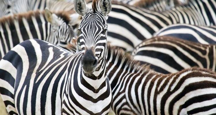 Tierras salvajes entre el Kilimanjaro y el Serengeti (9 destinations) - DIAMIR Erlebnisreisen 2