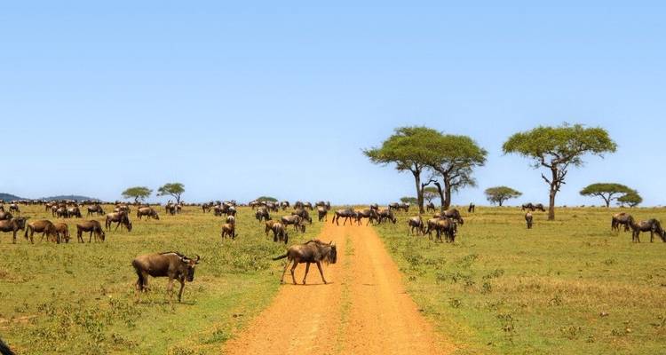 Tierras salvajes entre el Kilimanjaro y el Serengeti (9 destinations) - DIAMIR Erlebnisreisen 6