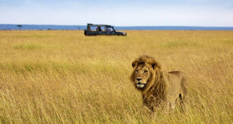 In the Kingdom of Lions - DIAMIR Erlebnisreisen 1