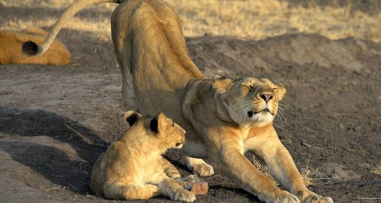 In the Kingdom of Lions - DIAMIR Erlebnisreisen 4