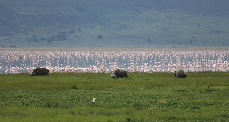 Rinocerontes pastando cerca de un lago con una bandada de flamencos.