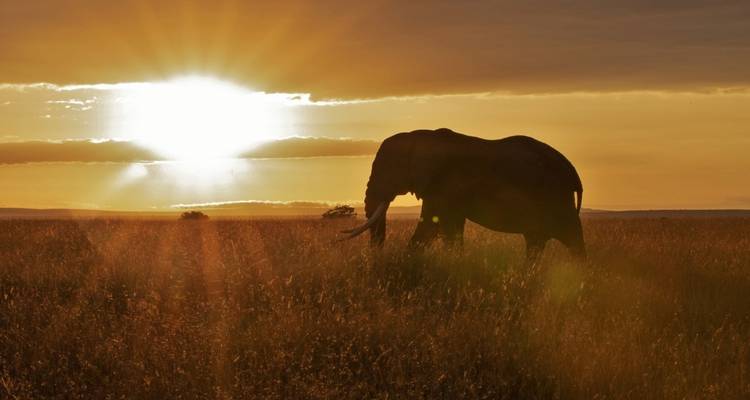 Silueta de elefante contra una puesta de sol impresionante.